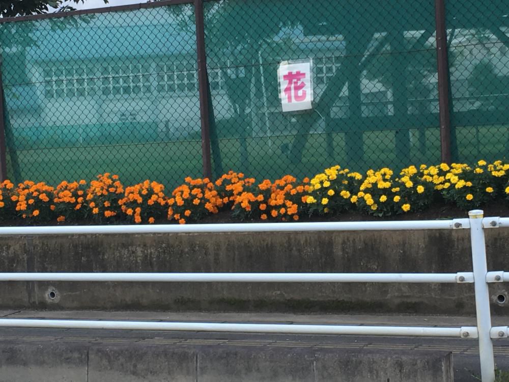 夏菊や校庭の端夏休み