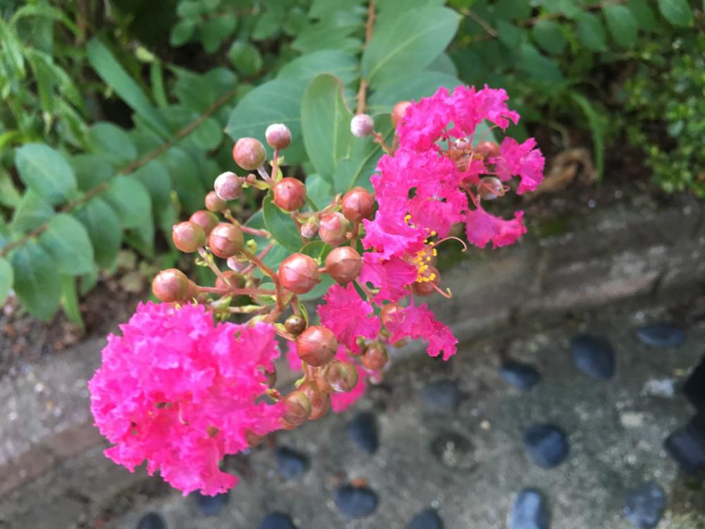 夏椿栗の若実と百日紅