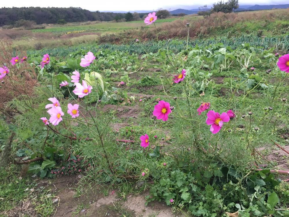 コスモスや薬らい山の麓道