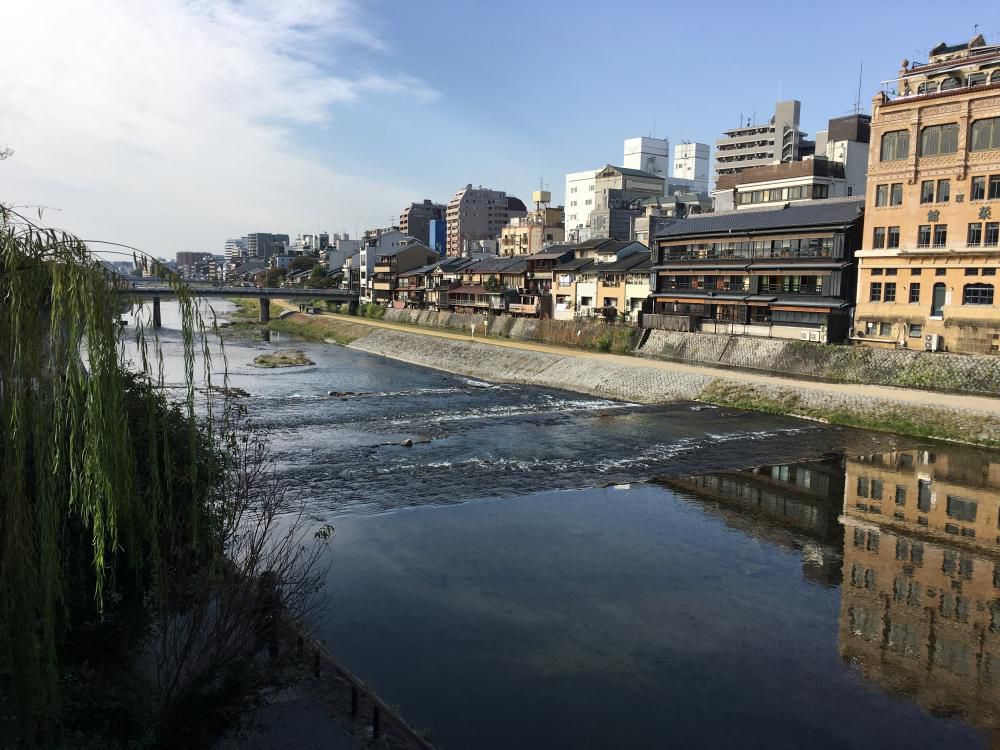 鴨川に鴨集いたる秋の朝