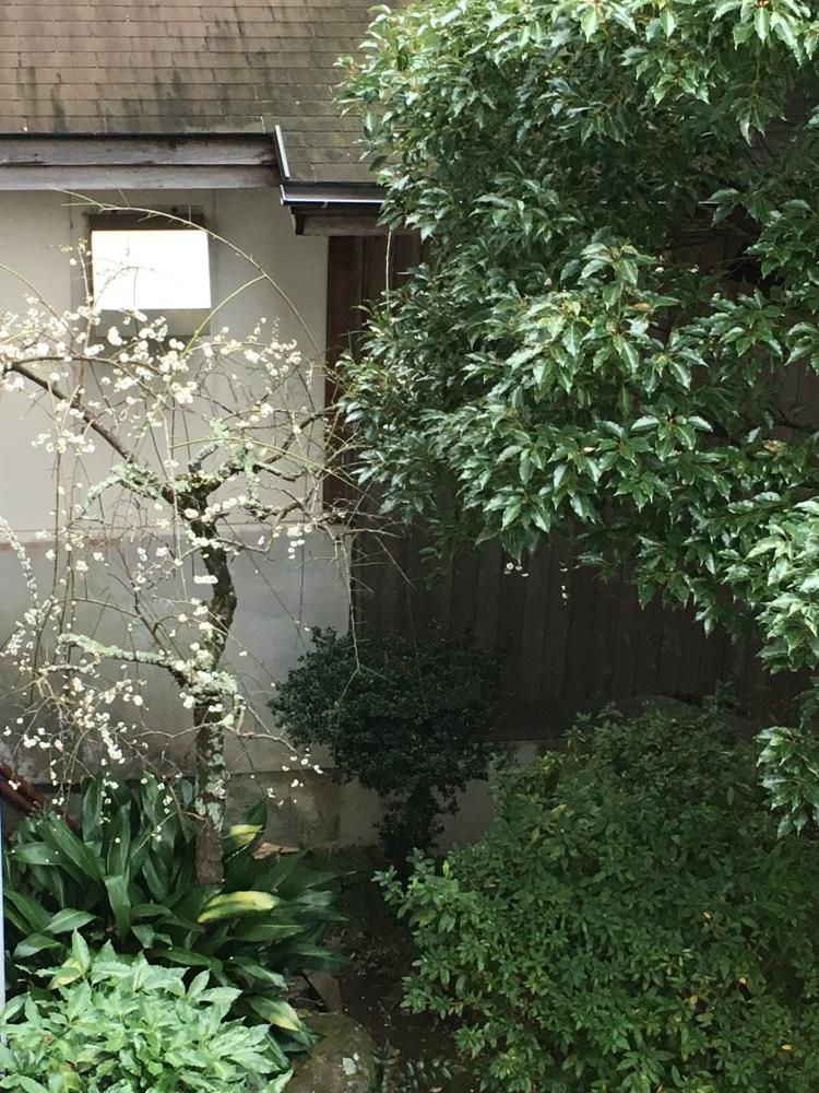 白梅や目白戯る温泉地