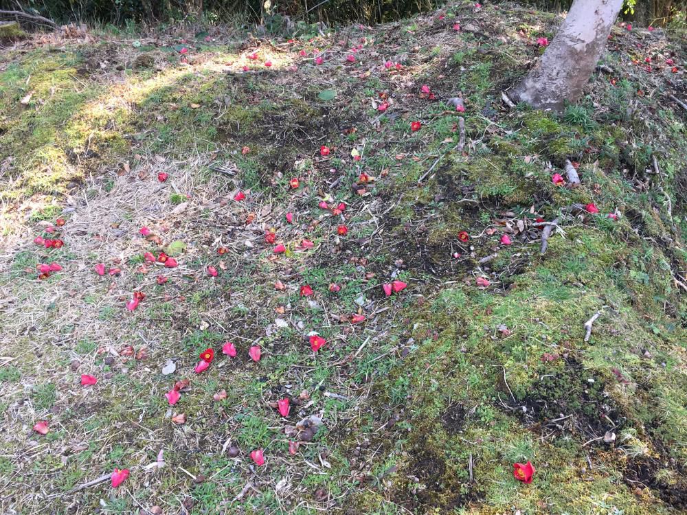 悠久の知覧城跡や藪椿