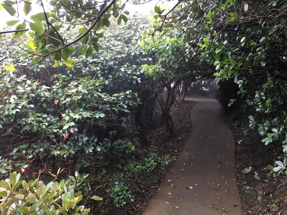 潮騒と椿トンネル春曇り
