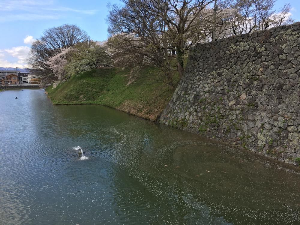 麗かや漫ろに廻る霞城