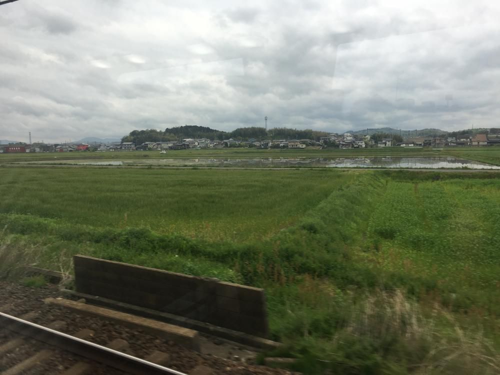麦畑と苗田の光る伊勢路かな