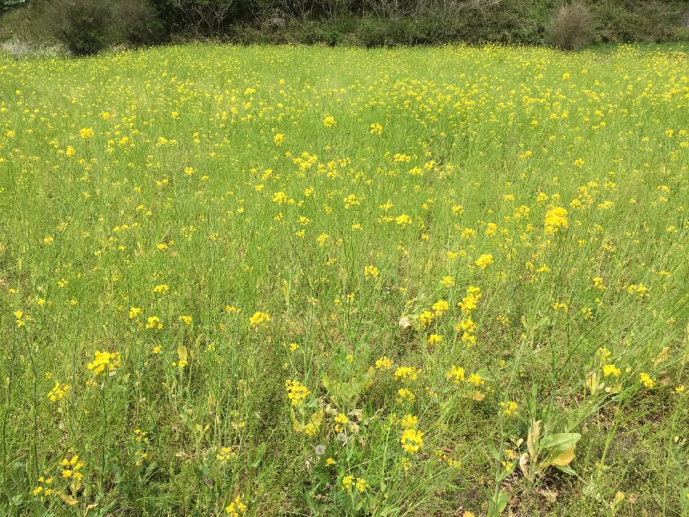 菜の花の畑植え尽くす昼下がり