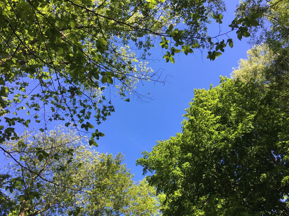 万緑や沼の匂いと抜ける空