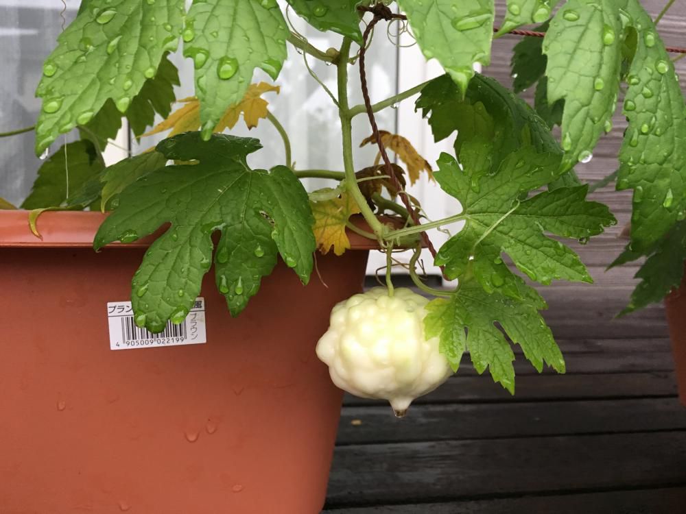 苦瓜や真夏に蜂は生まれけり