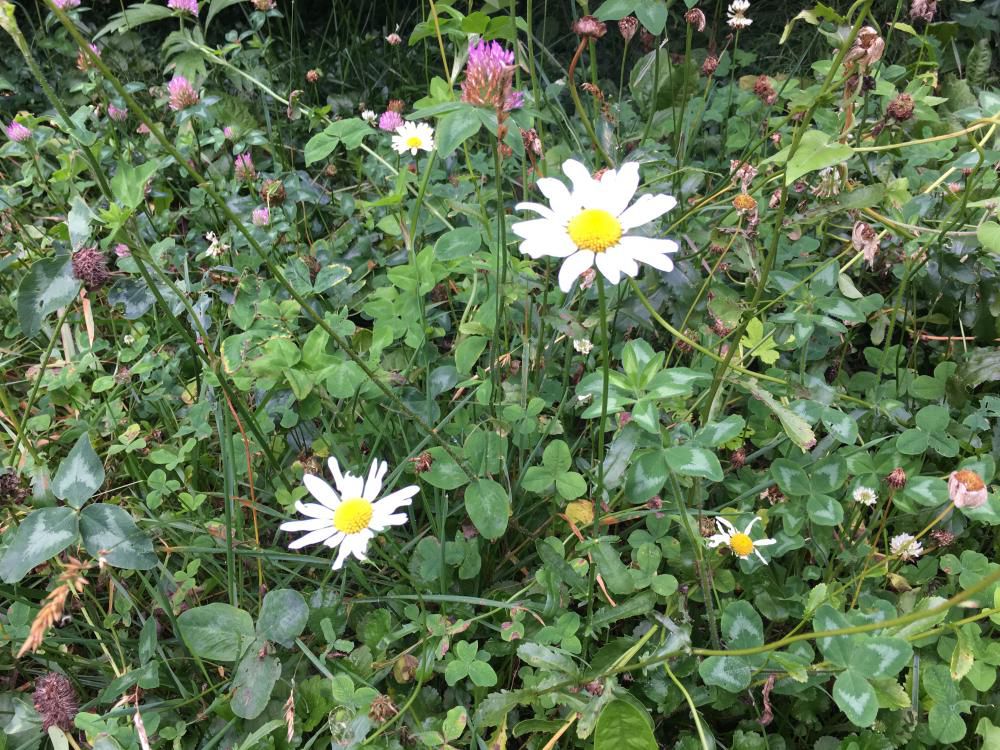 夏菊や富良野の朝のテラス食