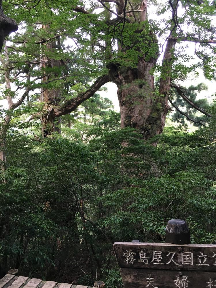 秋空や仲睦まじく夫婦杉