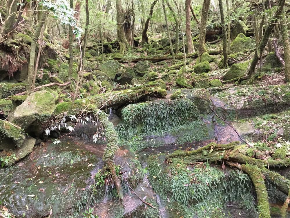 日向なる毛氈苔や秋近し