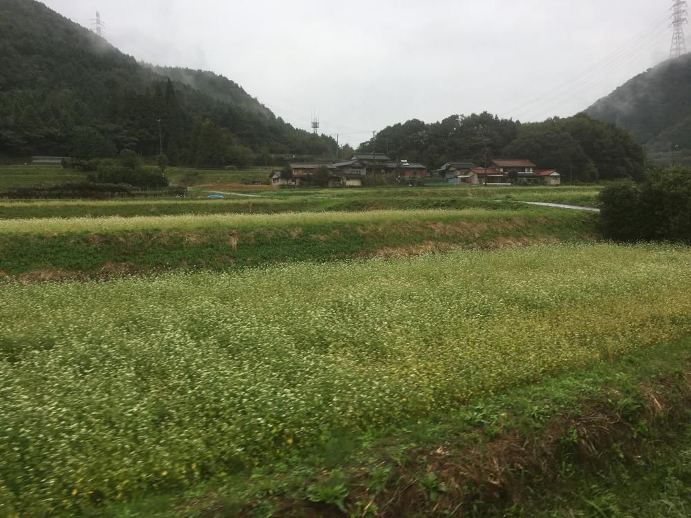 蕎麦の花美濃路は雨になりにけり