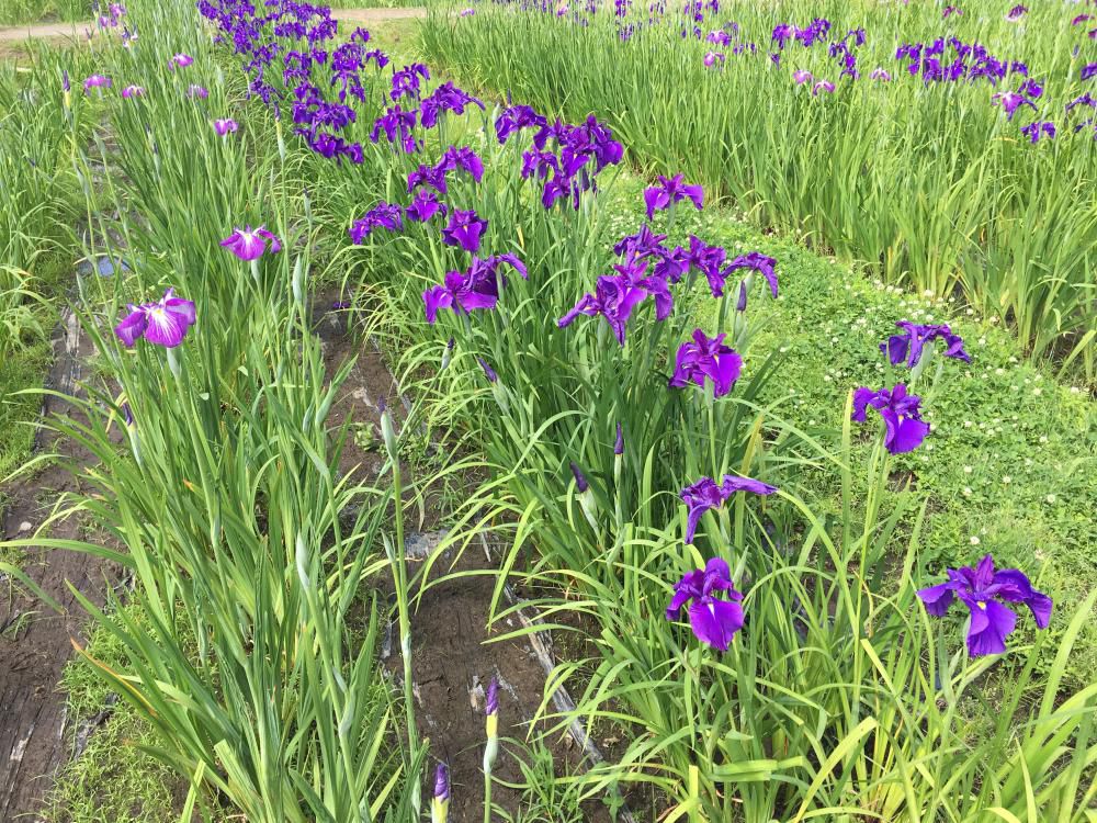 天平の風集まるやあやめ花