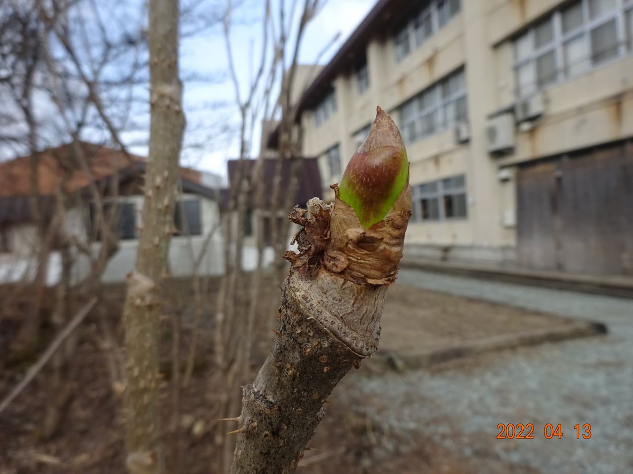 たらの芽