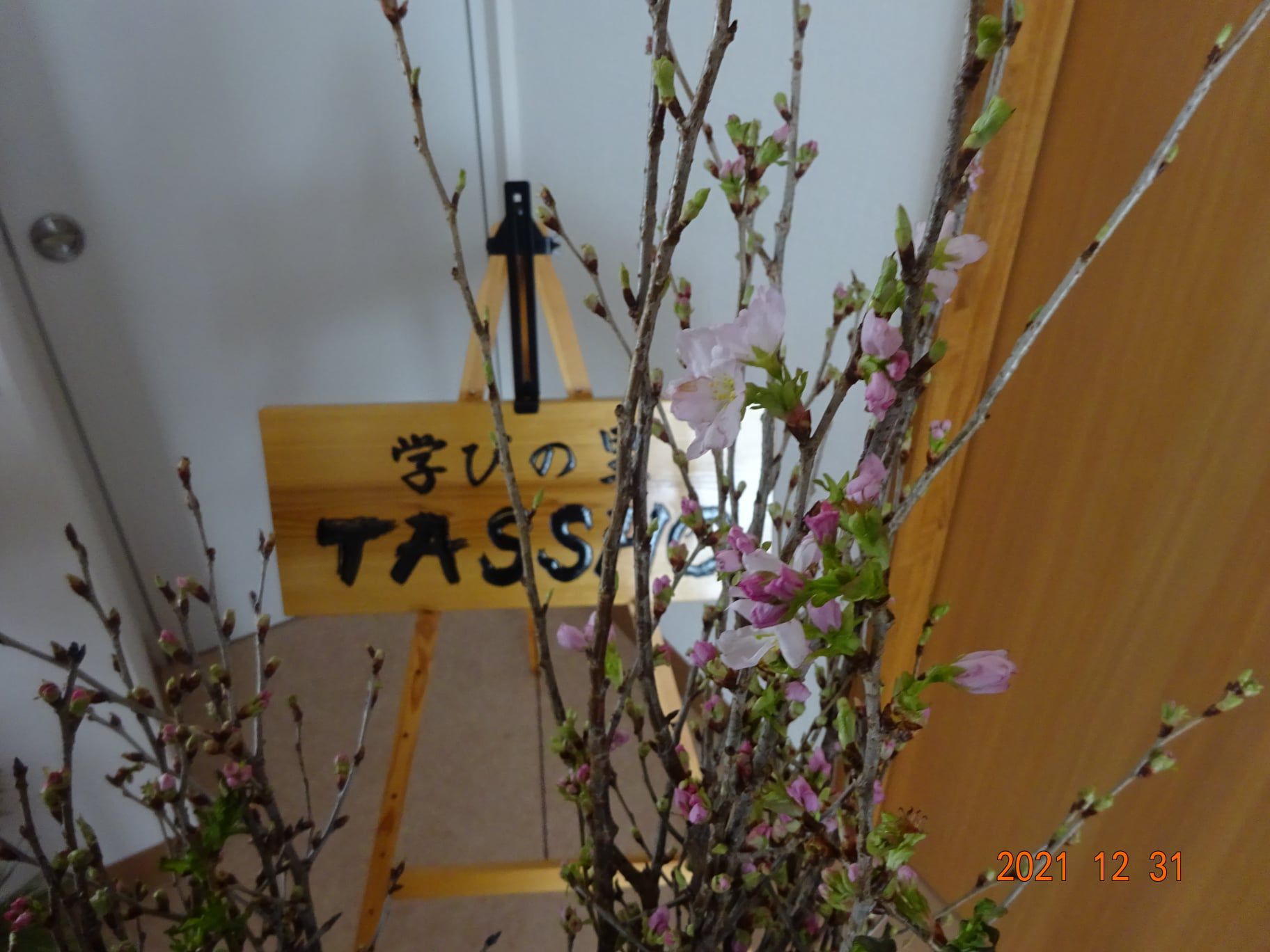 啓翁桜