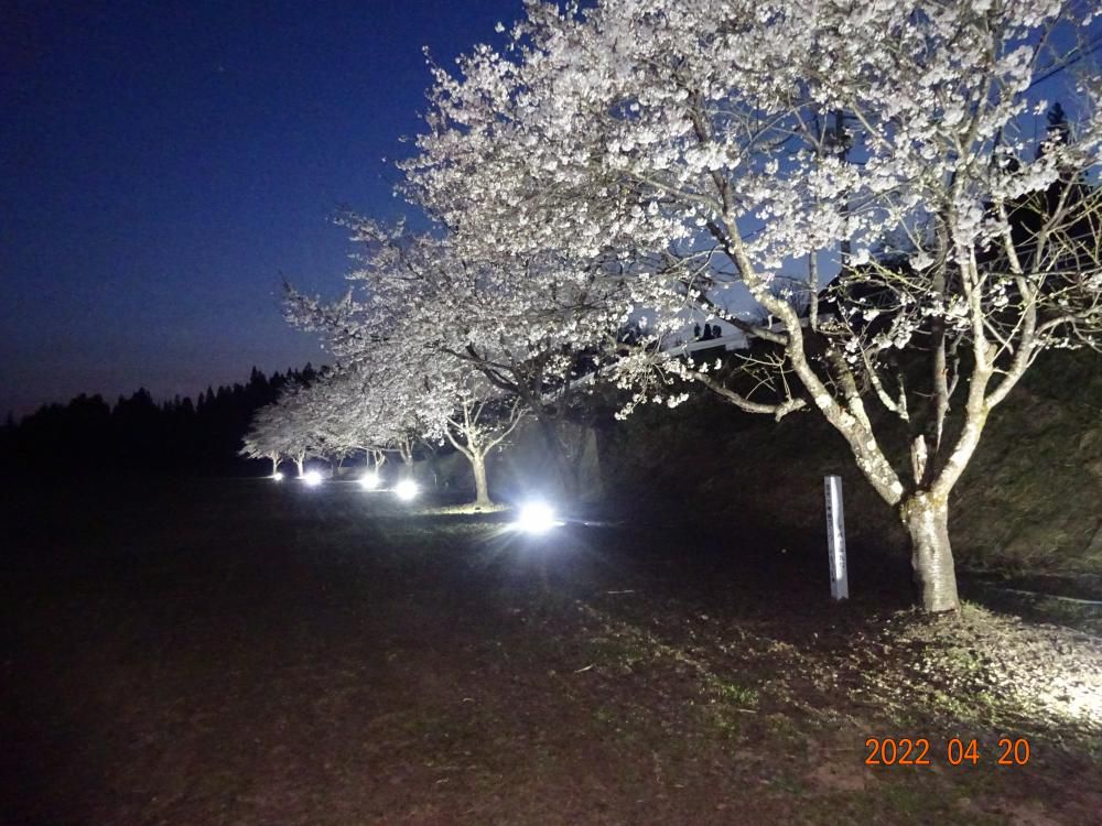 桜情報