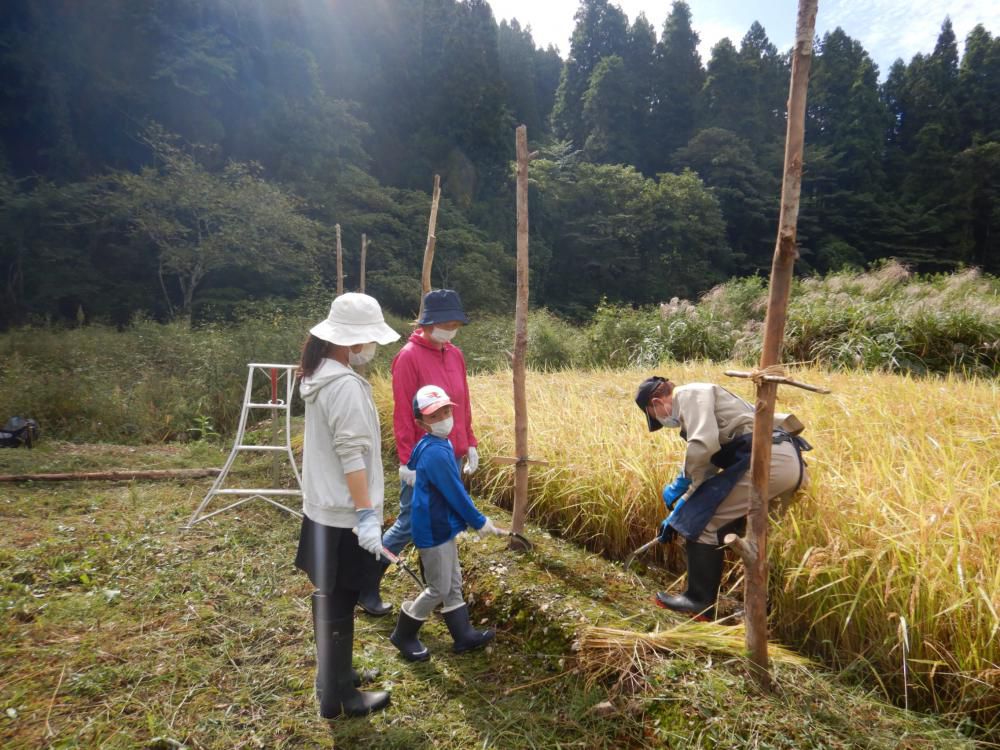 里芋掘り体験と稲刈り体験のたより