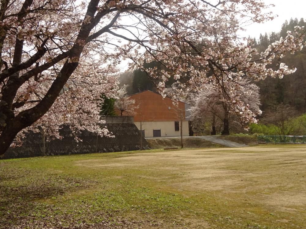 TASSHOの桜情報