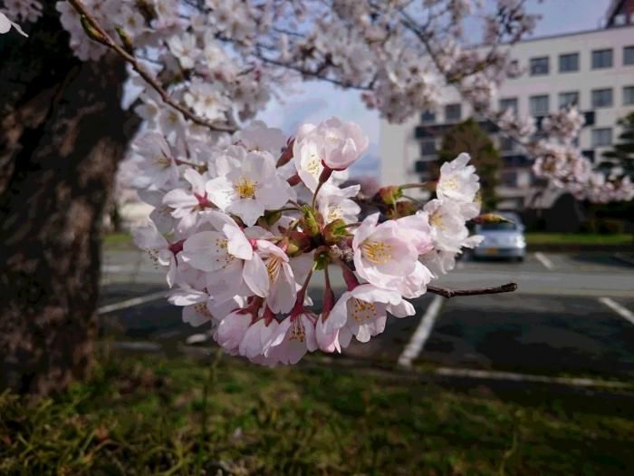 本当の 桜吹雪が 目に入る