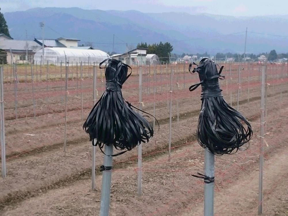 あの鳥は　どこへ行ったか　ヒチコック