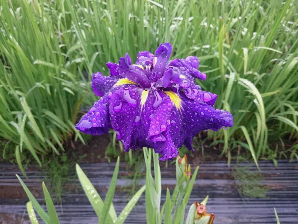 初烏　雨が一番　似合う花