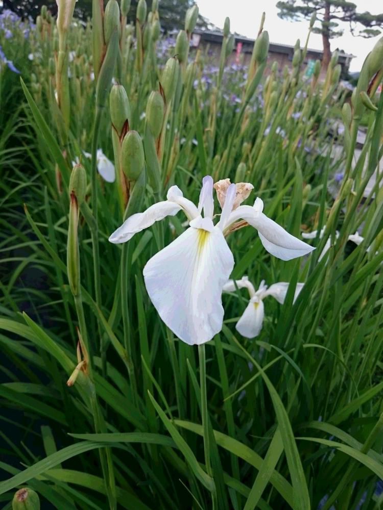 紅に　輝くネイル　白き肌