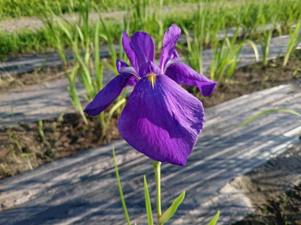 夕日差す　これがラストの　小紫