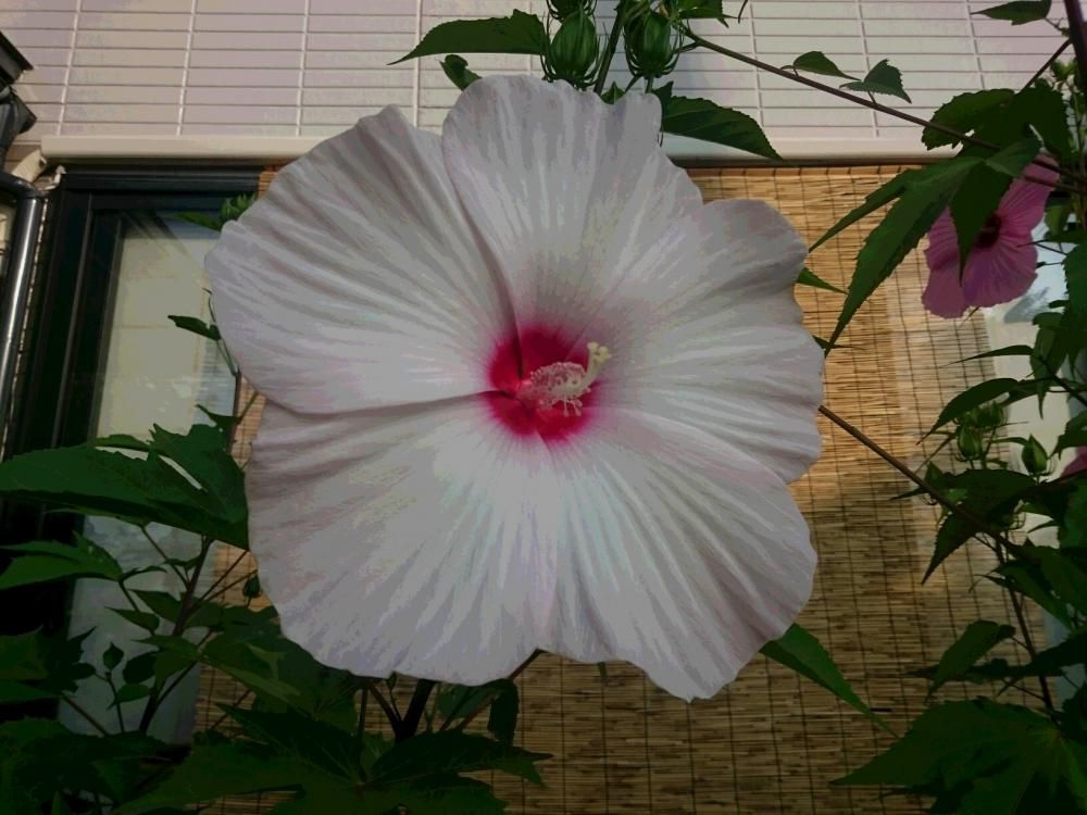 夏の花　タイタンビカス　爆発だ