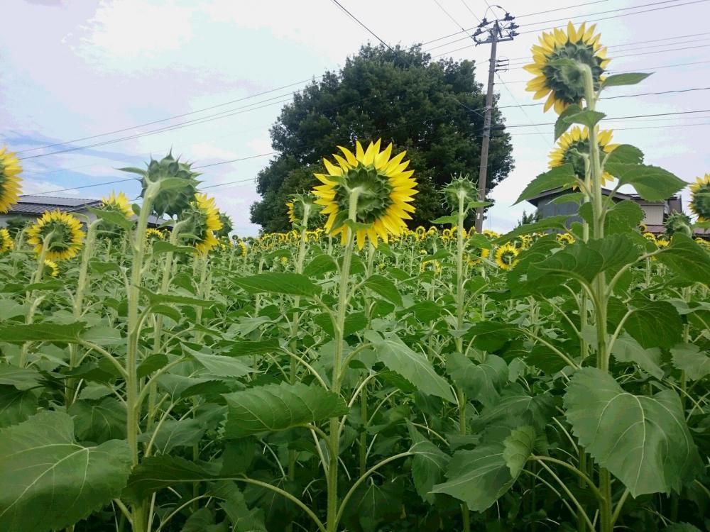 ひまわりの　顔はどっちを　向いてるか