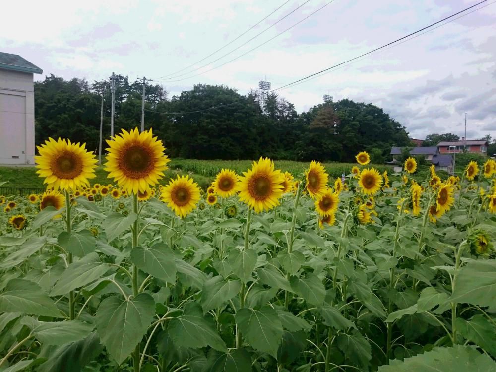 ヒマワリの　消化不良を　回復す