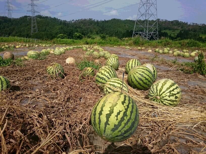 宴終え　畑を渡る　秋の風
