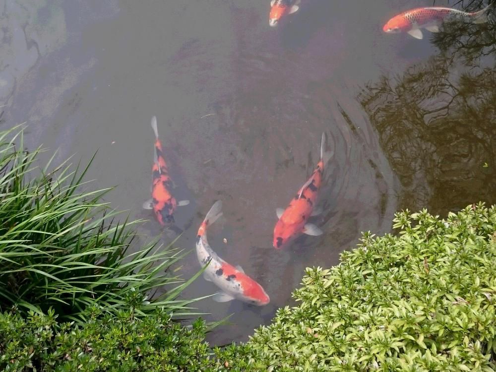 白萩は　お玉の肌か　玉林寺