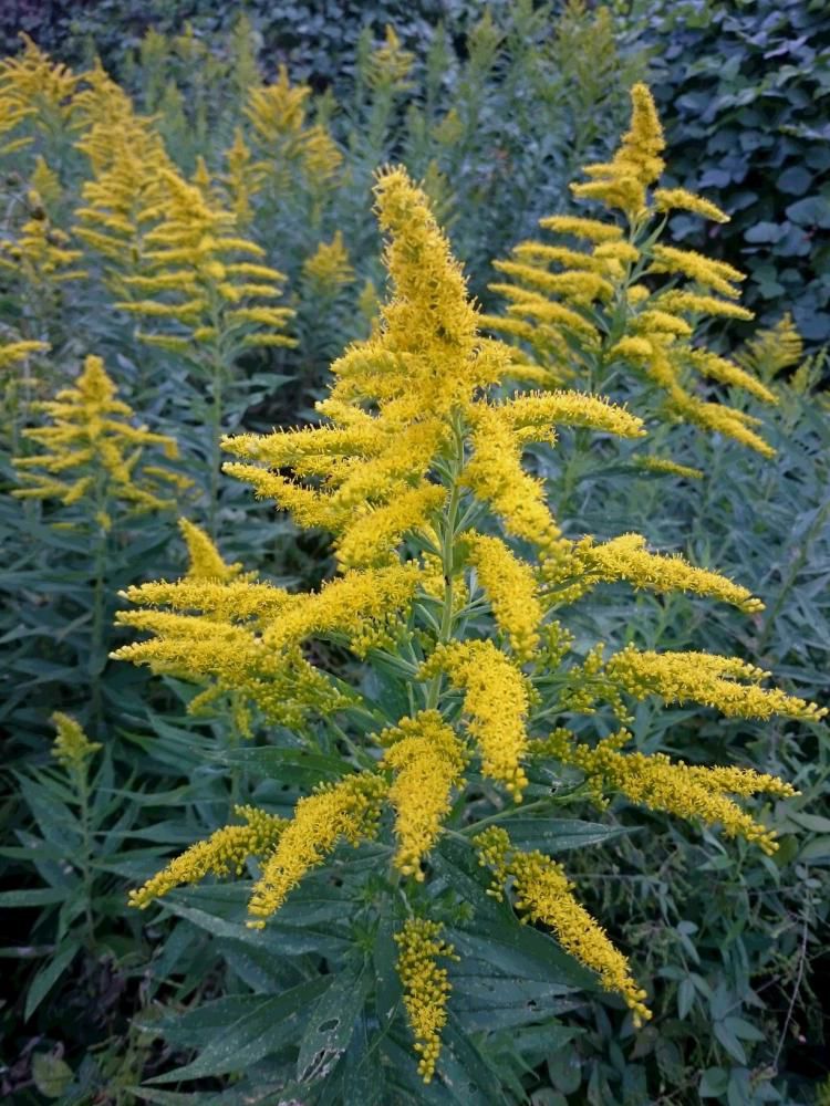 花なのか　雑草なのか　アワダチソウ