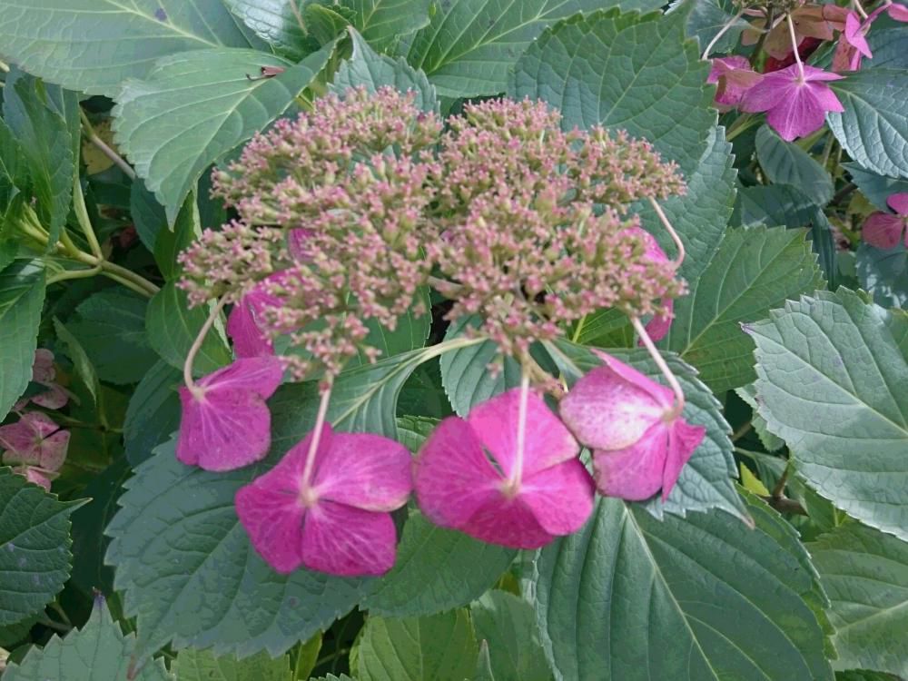 紫陽花か　額紫陽花か　成田駅