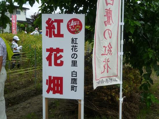 白鷹の紅を守る・・・