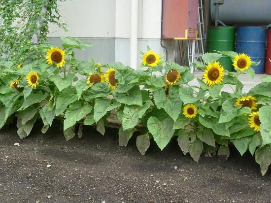 今日は水泳発表会・記録会がありました・・・