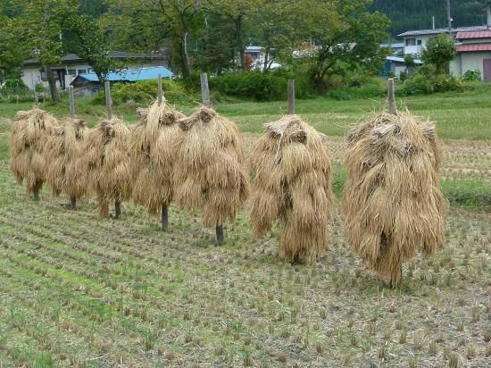 収穫の秋に感謝１！！地域の先生方に心から感謝！
