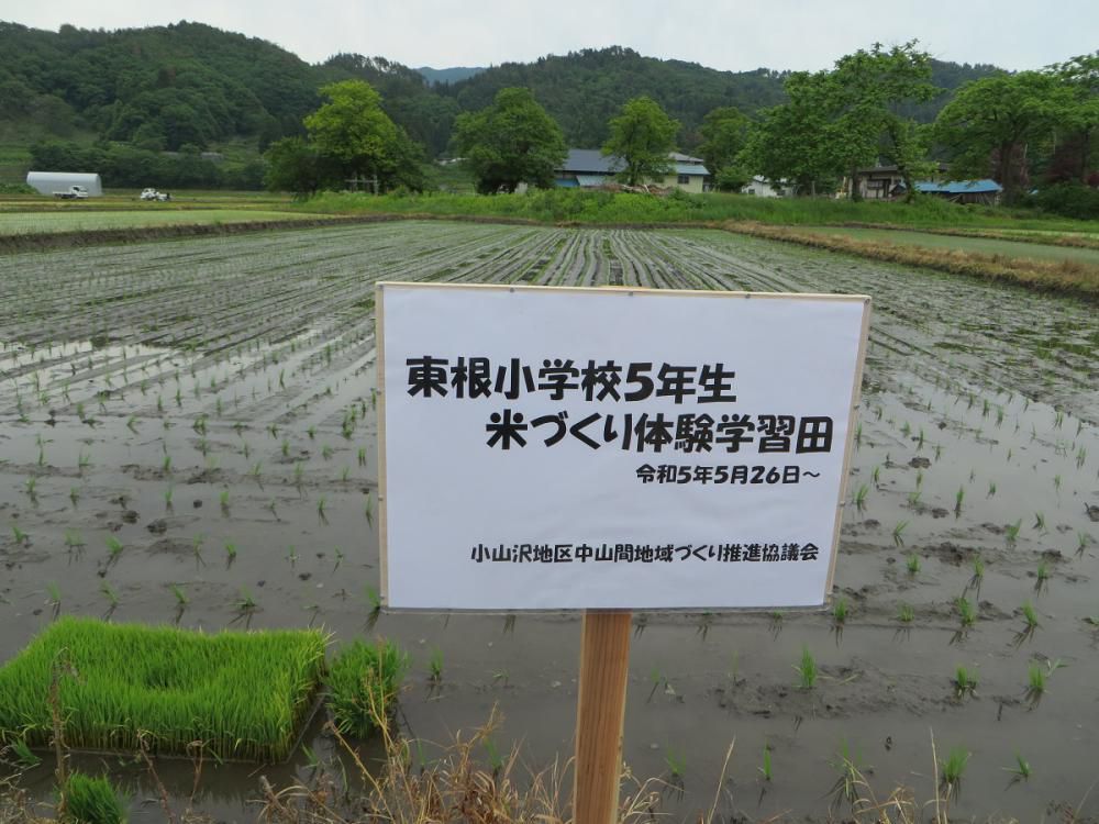 田植え体験