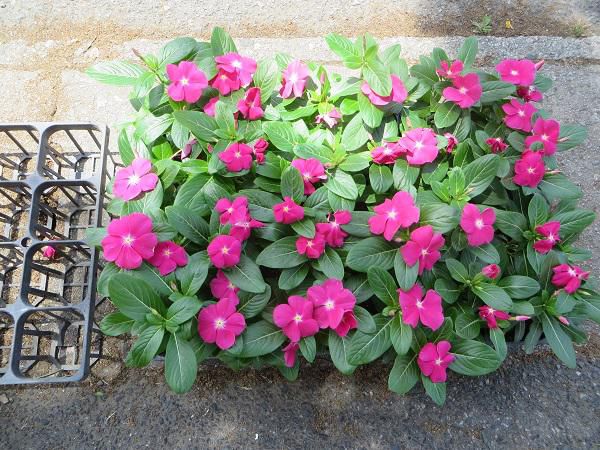 思いやりの心を育てる 人権花植え