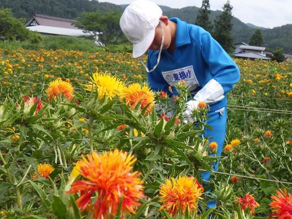 日本の紅（あか）をつくる町  ～紅花摘み～