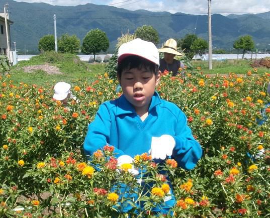 紅花摘み