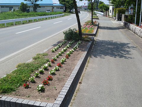 ポーチュラカ・ベコニアの花が咲きました