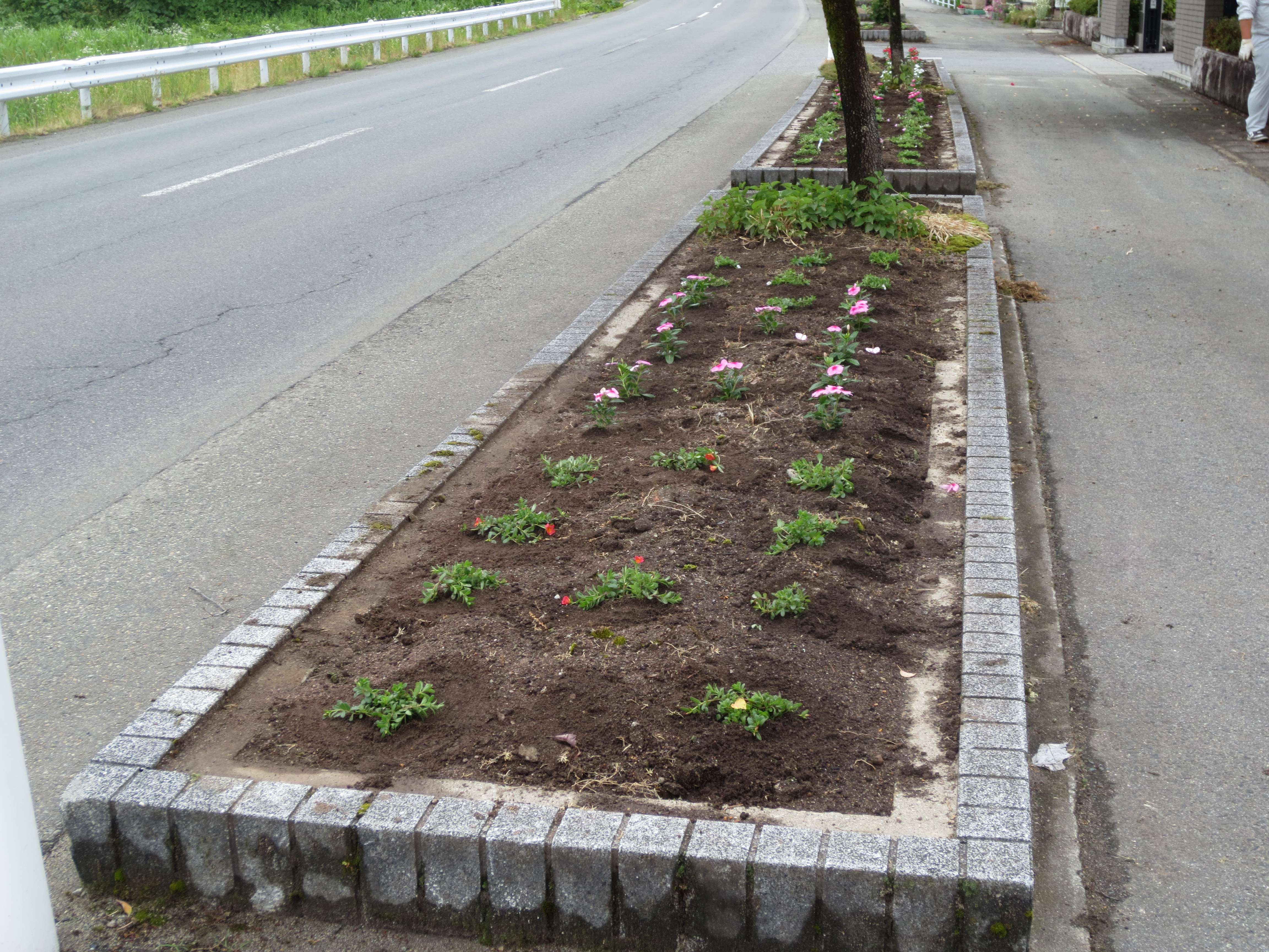 花壇植栽 2018 spring
