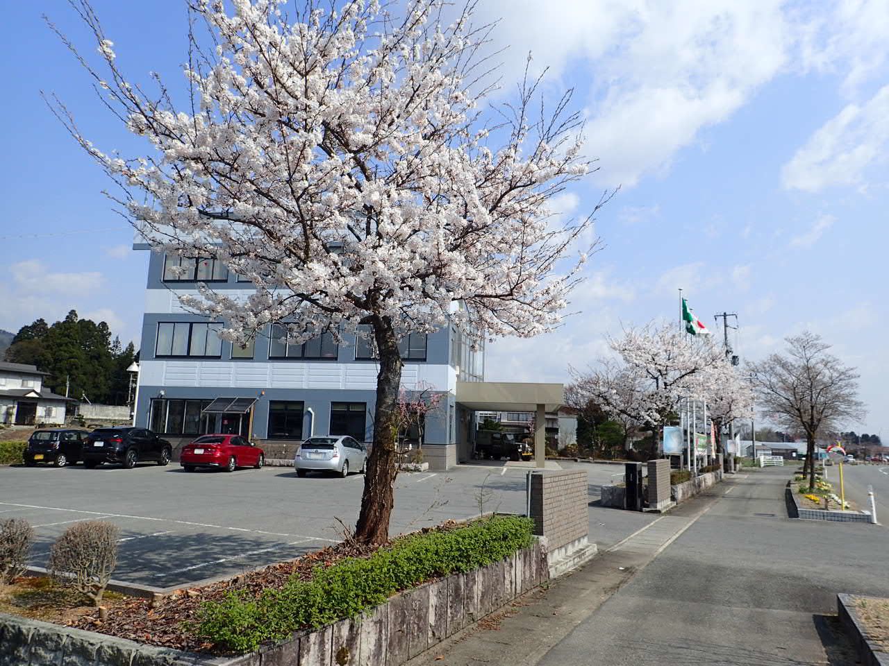 桜が絶賛満開中！