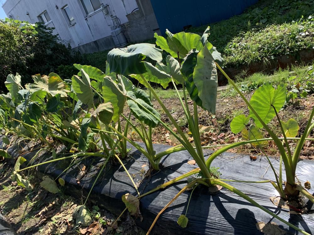 10/15少年教室　芋煮会
