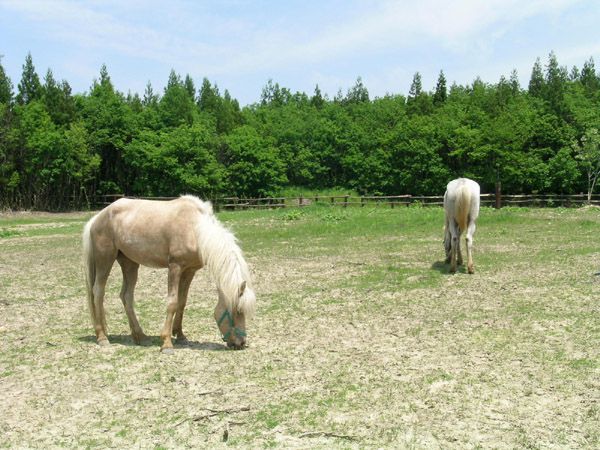 「ひらすび」しにこねが？