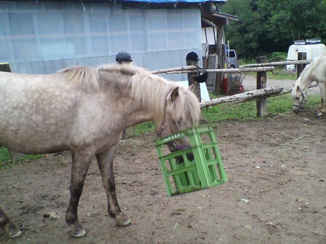 ただいま一芸特訓中p(^-^)q