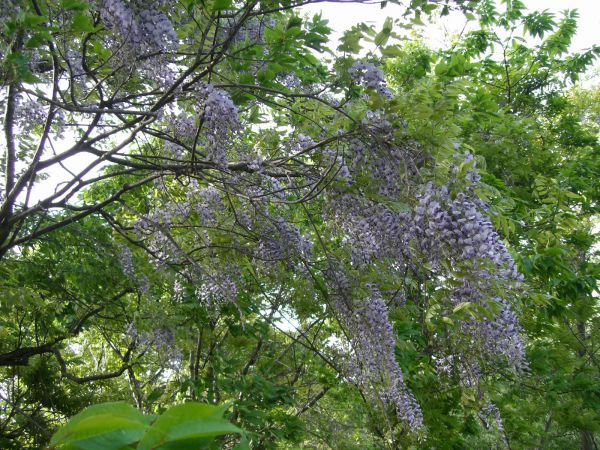 ひらすび牧場、花盛り