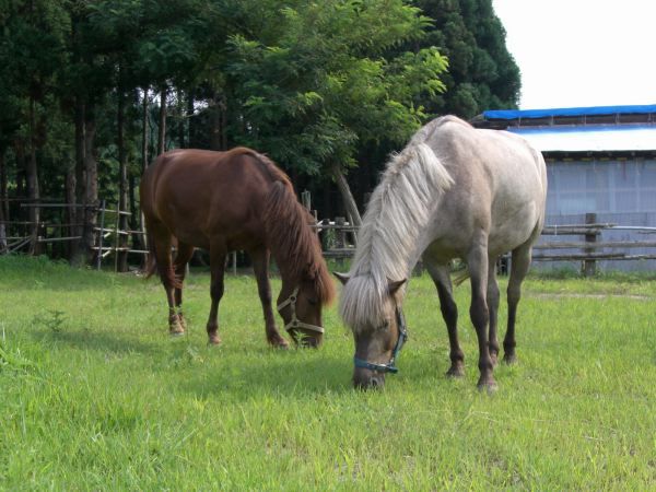 ひらすび牧場　９月の予定です