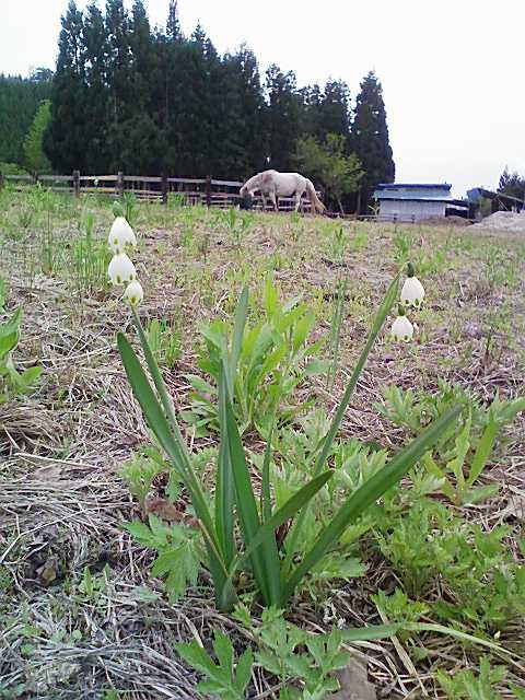 花と緑と馬と